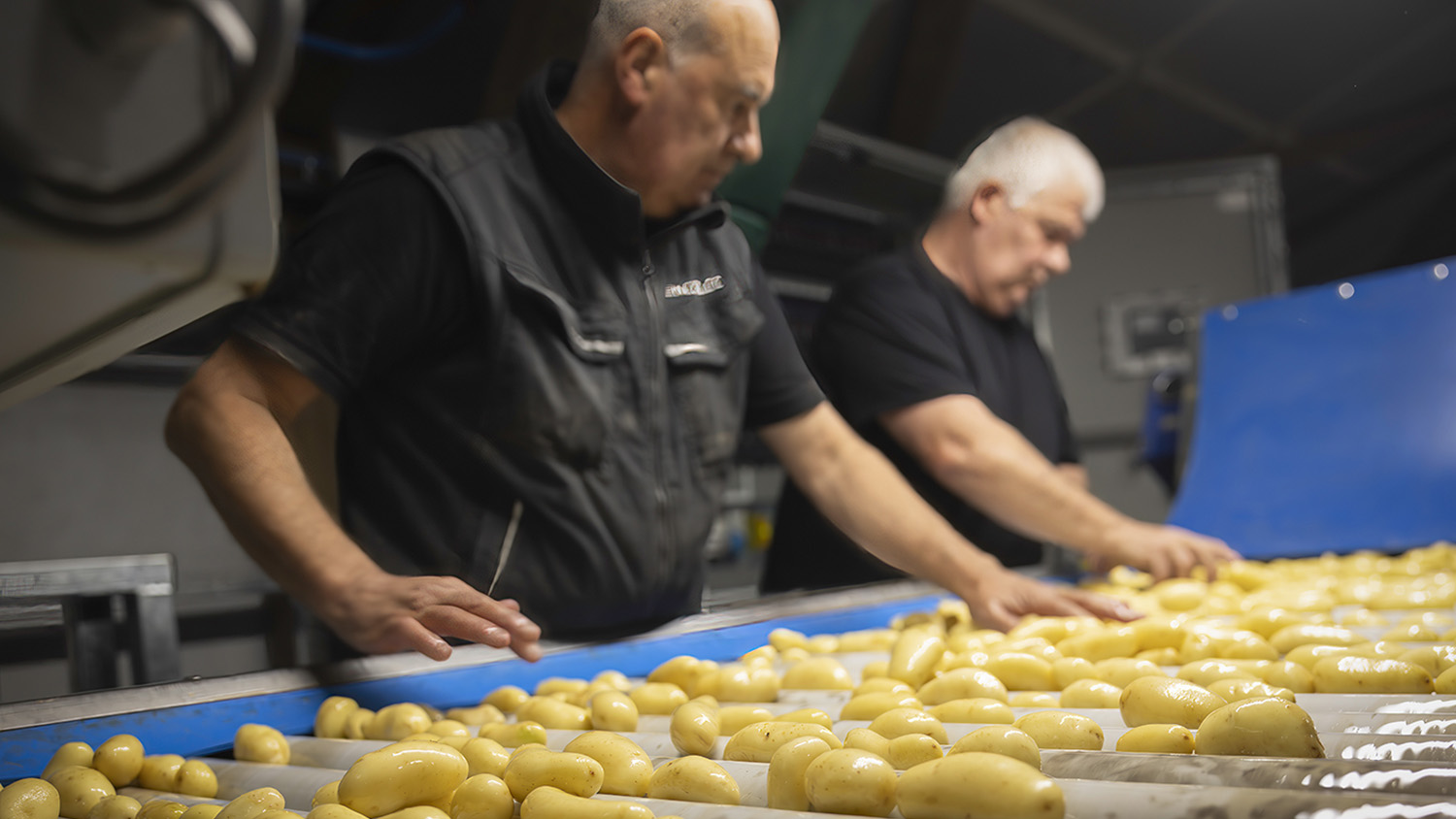 Nédélec, conditionnement et expédition de pommes de terre. Tri des pommes de terre effectué à la main par nos opérateurs, dans notre usine de conditionnement, à Tréflaouenan, dans le Finistère.