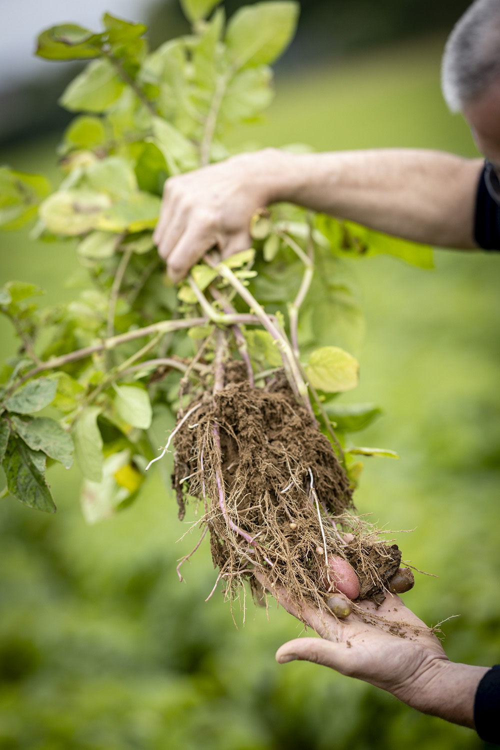 Nédélec, conditionnement et expédition de pommes de terre. Suivi qualité : vérification des cultures de pommes de terre en cours avec nos producteurs partenaires ; Finistère, Bretagne.