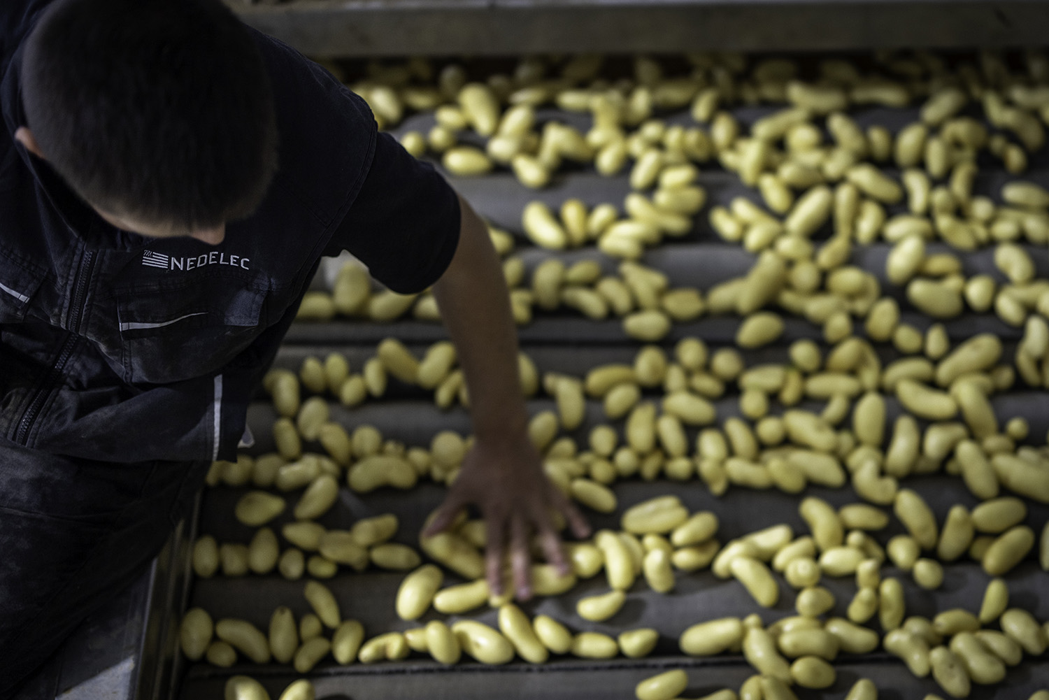Nédélec, conditionnement et expédition de pommes de terre de consommation. Tri, lavage et conditionnement effectué sur notre site d production, dans le Finistère.