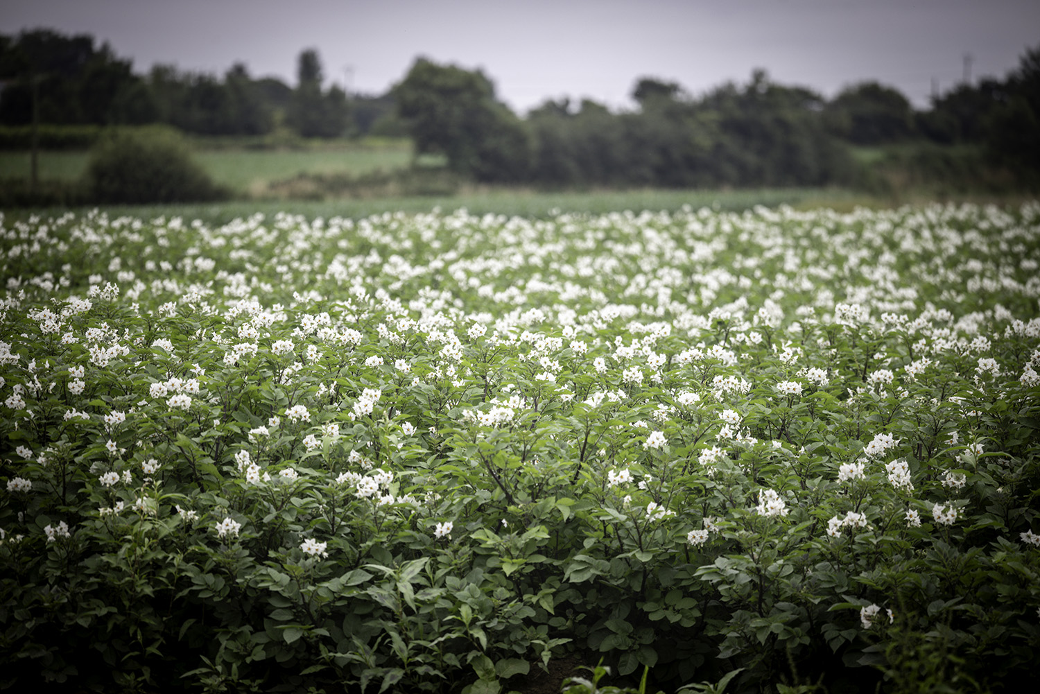 Nédélec, conditionnement et expédition de pommes de terre de consommation. Champ de pommes de terre en fleurs. Suivi producteurs.