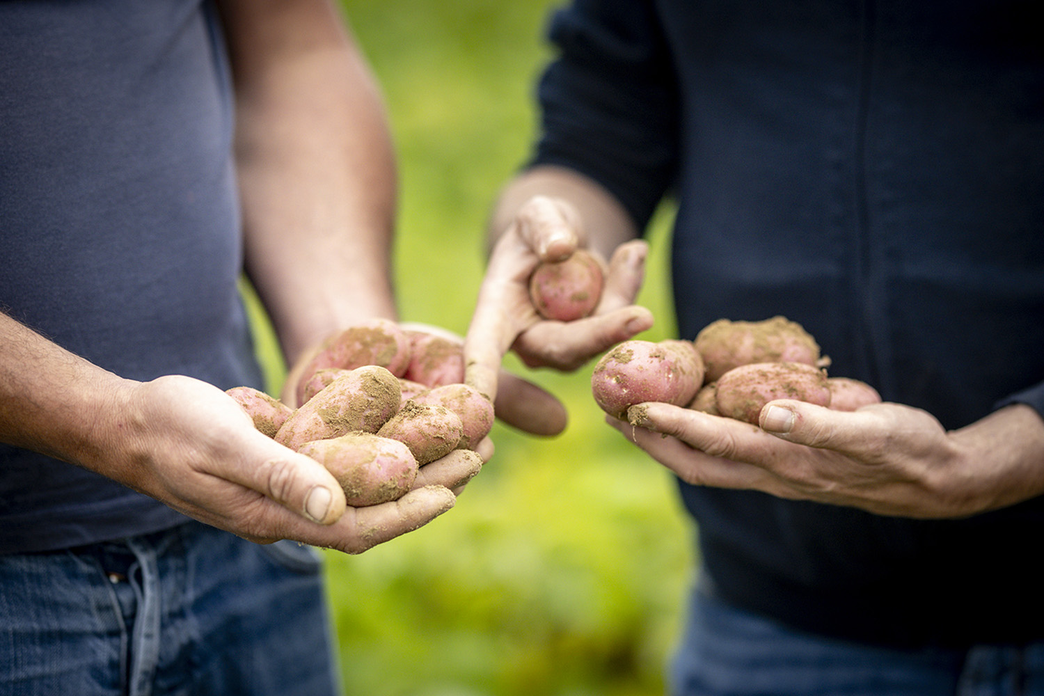 Nédélec, conditionnement et expédition de pommes de terre. Visite sur une parcelle de pommes de terre à peau rouge lors du suivi de nos producteurs, à Saint-Pol-de-Léon- Finistère.