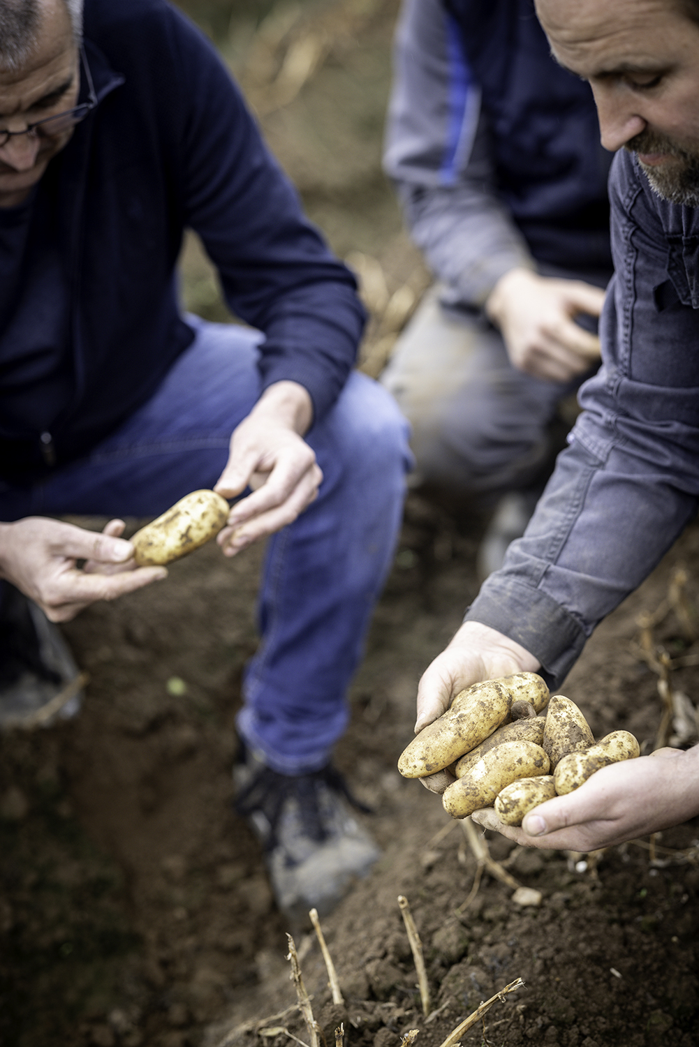 Sur le terrain avec les producteurs de pommes de terre – Traçabilité garantie par Nédélec, Bretagne. Nédélec, spécialiste du conditionnement et de l’expédition de pommes de terre de consommation pour professionnels : grossistes, distributeurs, importateurs, restaurateurs.
