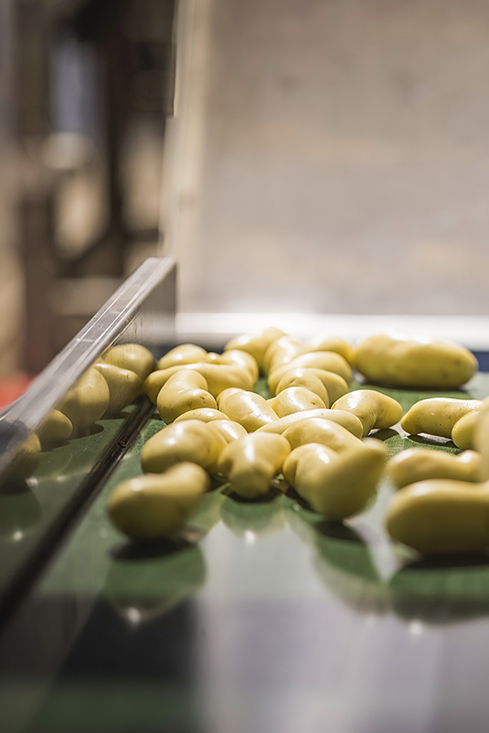 Nédélec, conditionnement et expédition de pommes de terre de consommation. Une sélection de variétés de pomme de terre qualitatives et un service sur-mesure pour nos clients restaurateurs, grossistes, distributeurs et importateurs.