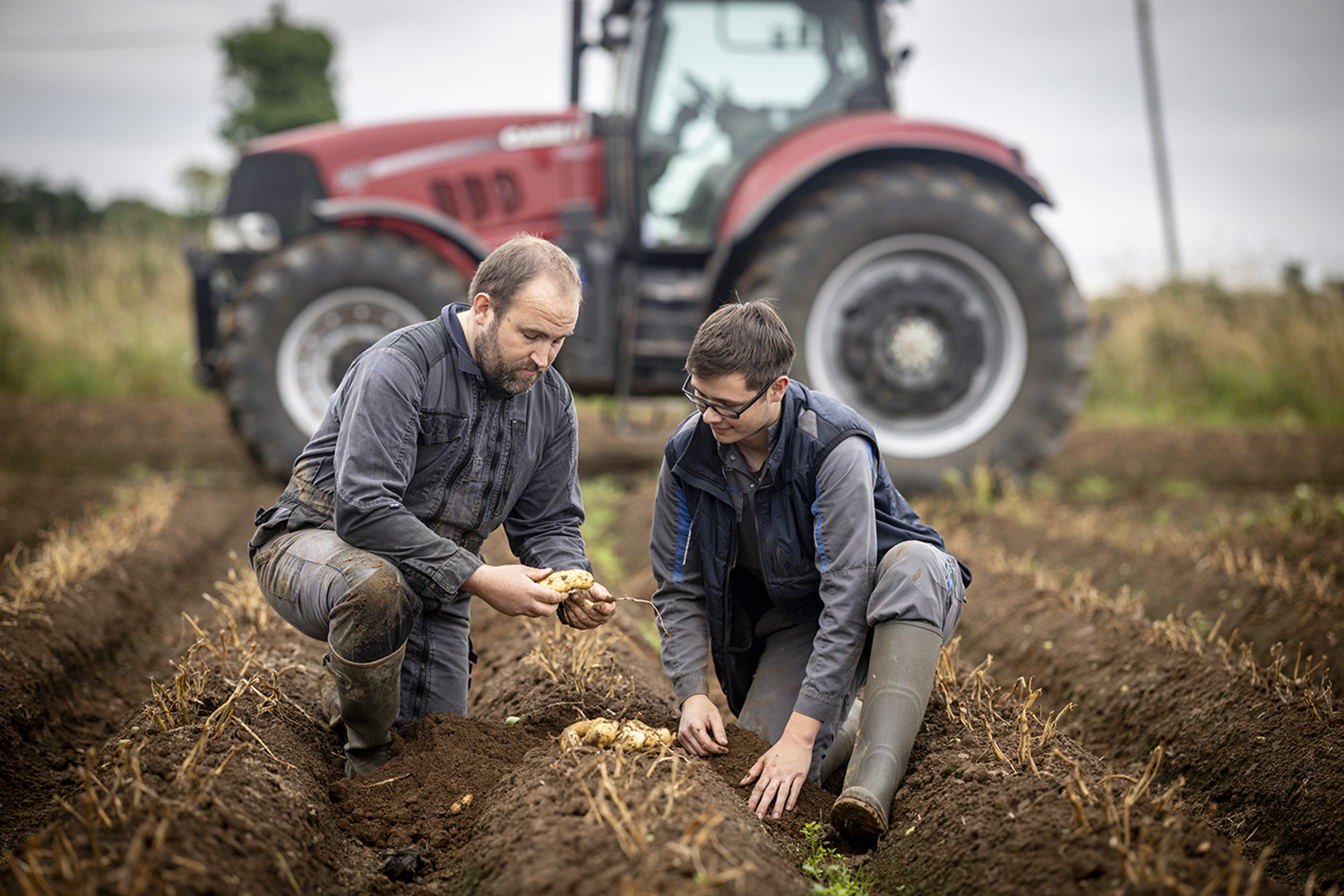 Nédélec, conditionnement et expédition de pommes de terre. Visite sur une parcelle de pommes de terre Celtiane lors du suivi de nos producteurs bretons.