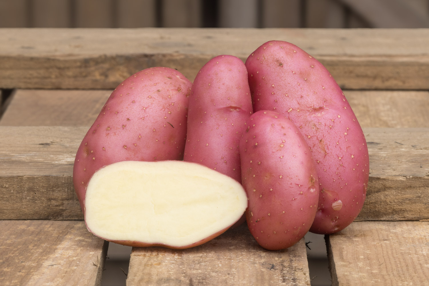 Chérie, pomme de terre à chair ferme qui séduit par sa peau rouge éclatante et sa chair jaune pâle. Conditionnement en filet ou carton. Nédélec, conditionnement et expédition de pommes de terre de consommation : grossistes, distributeurs, importateurs, restaurateurs.