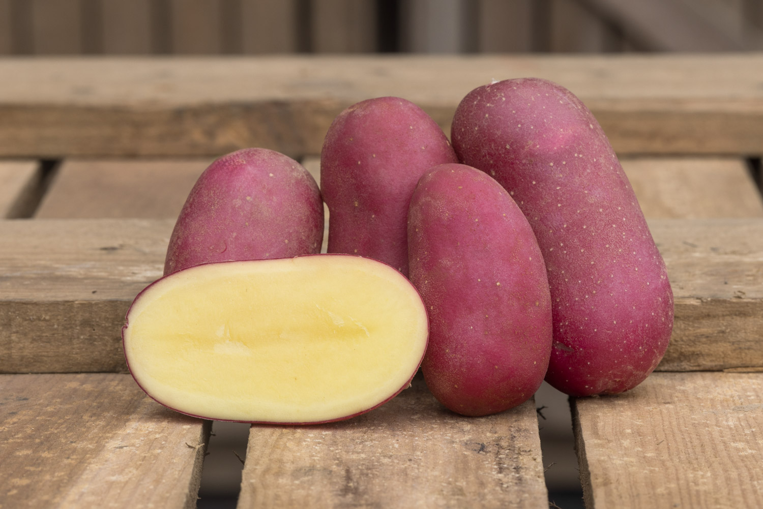Cheyenne, Pomme de terre pomme de terre à chair rouge ou rose, dotée d’une peau rouge foncé et d’une chair délicatement rosée, cette variété de pommes de terre se positionne comme un produit haut de gamme. Conditionnement en filet ou carton. Nédélec, conditionnement et expédition de pommes de terre de consommation : grossistes, distributeurs, importateurs, restaurateurs.