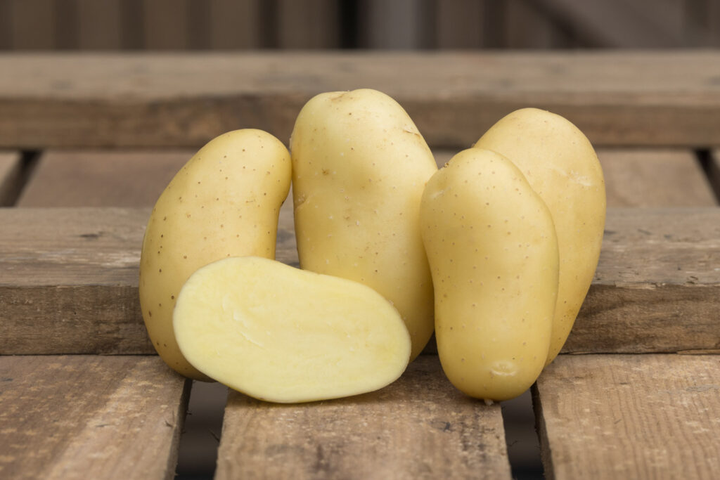 Galante, Pomme de terre à peau blanche, chair ferme, reconnue pour sa chair ferme et sa grande résistance à la cuisson. Conditionnement en filet ou carton. Nédélec, conditionnement et expédition de pommes de terre de consommation : grossistes, distributeurs, importateurs, restaurateurs.
