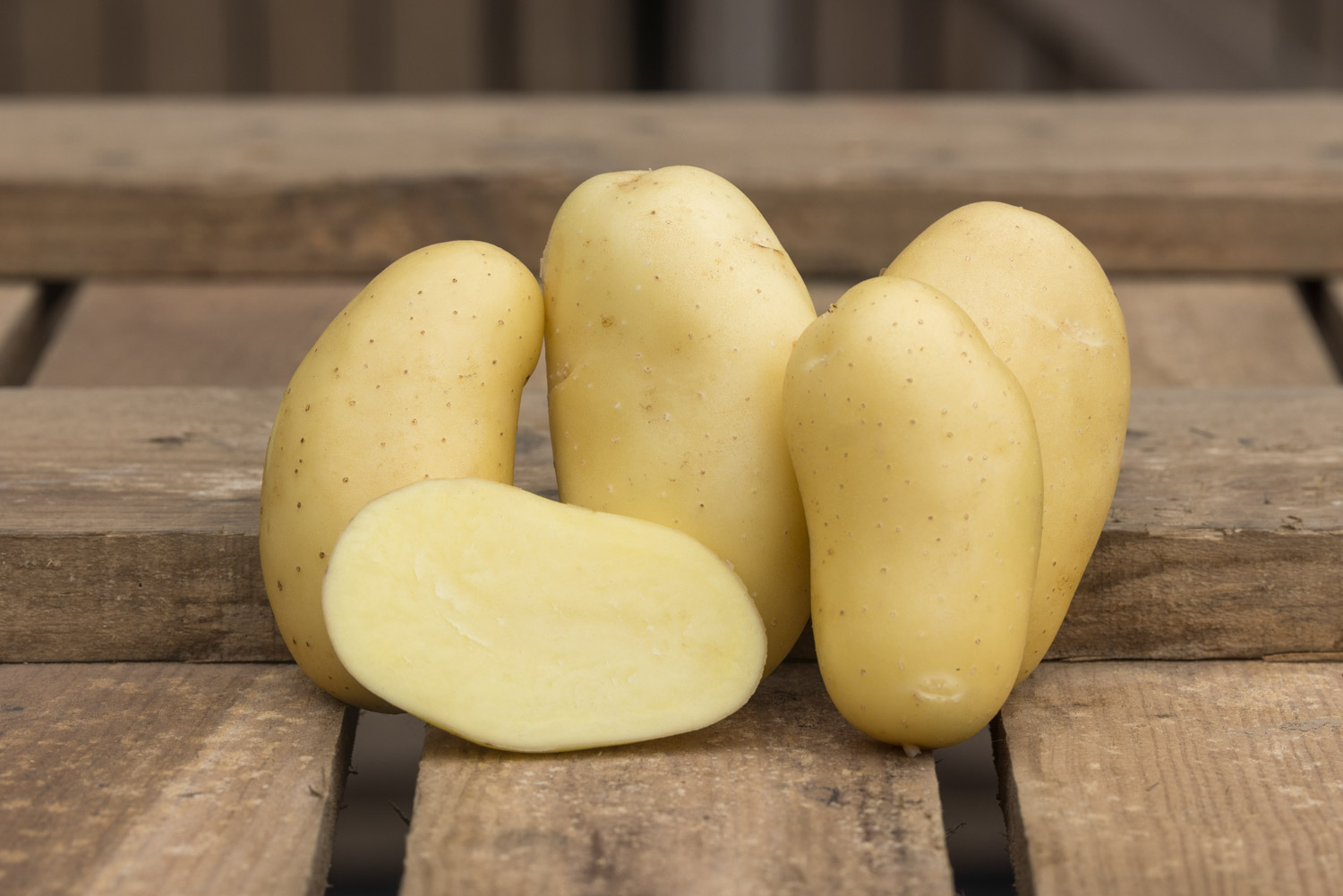 Galante, Pomme de terre à peau blanche, chair ferme, reconnue pour sa chair ferme et sa grande résistance à la cuisson. Conditionnement en filet ou carton. Nédélec, conditionnement et expédition de pommes de terre de consommation : grossistes, distributeurs, importateurs, restaurateurs.