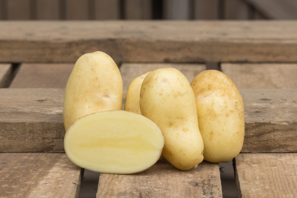 Gwenne : pomme de terre de consommation à chair jaune, chair ferme, texture fine et son goût subtil. Conditionnement en filet ou carton. Nédélec, conditionnement et expédition de pommes de terre de consommation : grossistes, distributeurs, importateurs, restaurateurs.