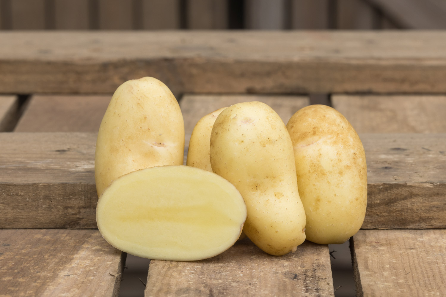 Gwenne : pomme de terre de consommation à chair jaune, chair ferme, texture fine et son goût subtil. Conditionnement en filet ou carton. Nédélec, conditionnement et expédition de pommes de terre de consommation : grossistes, distributeurs, importateurs, restaurateurs.