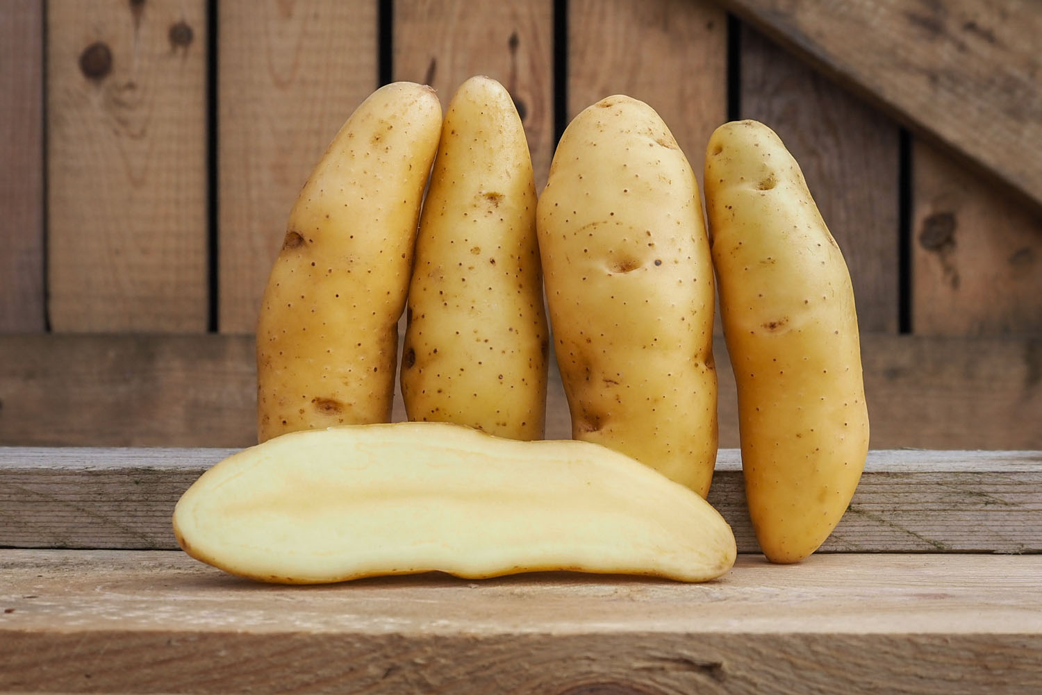 Ratte, pomme de terre à chair ferme reconnue pour son goût unique et sa texture fondante. Nédélec, conditionnement et expédition de pommes de terre de consommation : Grossistes, distributeurs, importateurs, restaurateurs.